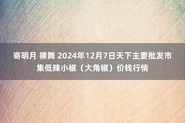 寄明月 裸舞 2024年12月7日天下主要批发市集低辣小椒（大角椒）价钱行情